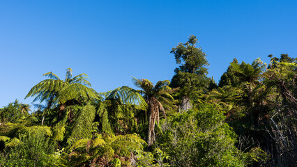 Dense native bush in the North Island of New Zealand