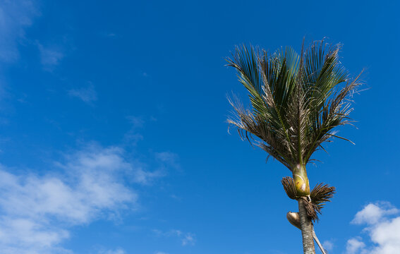 A nikau palm tree (Rhopalostylis sapida), a common palm in New Zealand