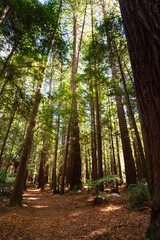 Redwood forest in Rotorua, New Zealand