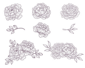 Hand Drawn Peony and Leaves Flower