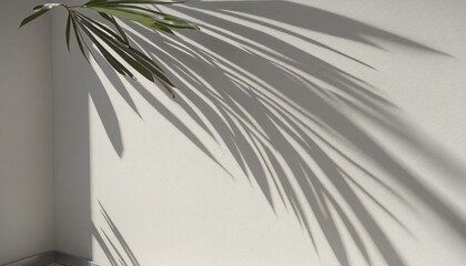 Obraz premium Concrete texture with coconut palm leaves shadow 