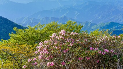 大台ヶ原山で見た青い山並みをバックに咲く満開のシャクナゲの情景