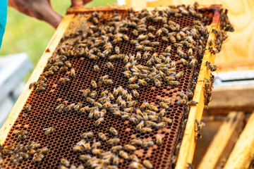 Close up of honeycomb frame covered in bees