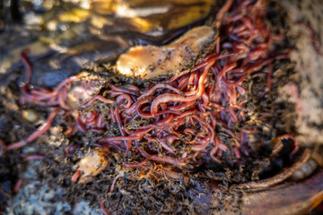 sustainable living with worms in a worm farm recycling compost and food waste