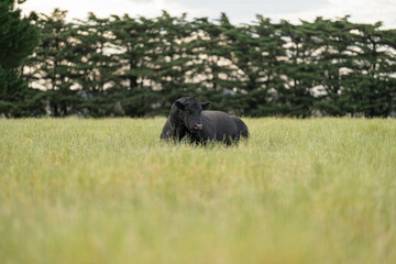 Stud Angus, wagyu, Murray grey, Dairy and beef Cows and Bulls grazing on grass and pasture in a field. The animals are organic and free range, being grown on an agricultural farm in Australia.