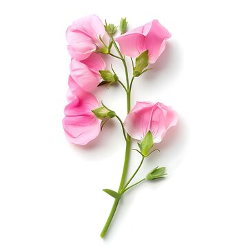 recommend clip art: Pink Sweet Pea Isolated on White Background. Beautiful Sweet Pea Flower