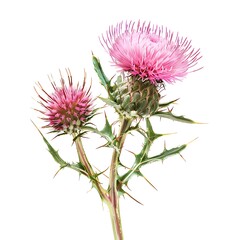 Pink Thistle Isolated on White Background. Beautiful Thistle Flower