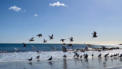 Obraz premium seagulls take flight on the beach under the blue sky