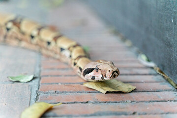 A red-tailed boa gracefully slithers across the forest floor, its muscular, patterned body blending seamlessly with the earthy surroundings