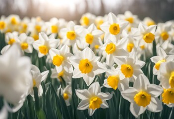 Fototapeta premium white easter flower yellow spring daffodil background nature green