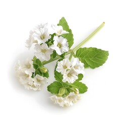 White Verbena Isolated on White Background. Beautiful Verbena Flower