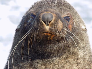 Antartica © alvaroruiz.cl