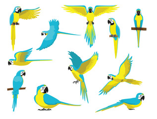 Macaw Blue and Gold Bird Parrot Various Poses Cartoon Vector Character