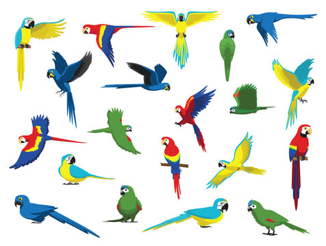 Macaw Parrot Bird Various Species Cartoon Vector Character Set