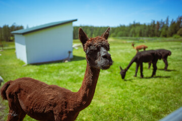llama in field © Spencer