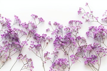 Blue Baby's breath Isolated on White Background. Beautiful Baby's breath Flower