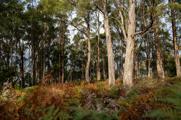 beautiful gum Trees and shrubs in the Australian bush forest. Gumtrees and native plants growing in Australia in spring in australia