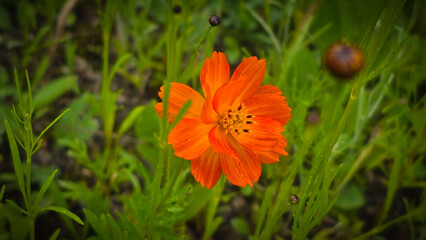 orange flower in the grass