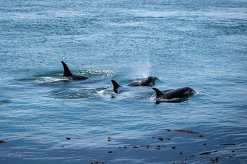 Fototapeta premium Pod of Orcas