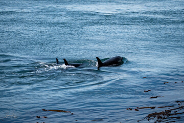 Fototapeta premium Orca Pod with Calves