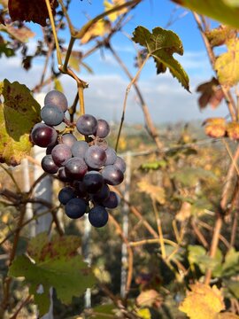 Uvas