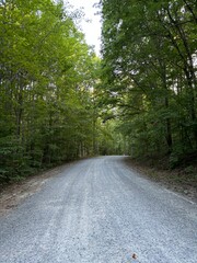 Obraz premium road in the woods