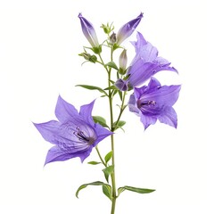 Purple Campanula Isolated on White Background. Beautiful Campanula Flower