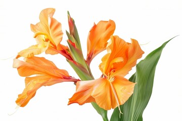 Orange Canna Lily Isolated on White Background. Beautiful Canna Lily Flower