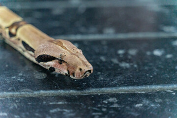 A red-tailed boa gracefully slithers across the forest floor, its muscular, patterned body blending seamlessly with the earthy surroundings. The intricate scales reflect shades of brown and red, creat