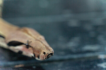 A red-tailed boa gracefully slithers across the forest floor, its muscular, patterned body blending seamlessly with the earthy surroundings. The intricate scales reflect shades of brown and red, creat