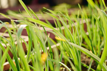 Group of green narrow leaves of grass, leek or bulbous flowers growing on flowerbed in front of camera in large modern garden center