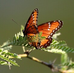 Tropical Queen Butterfly by River