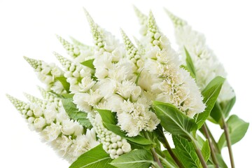 White Celosia Isolated on White Background. Beautiful Celosia Flower