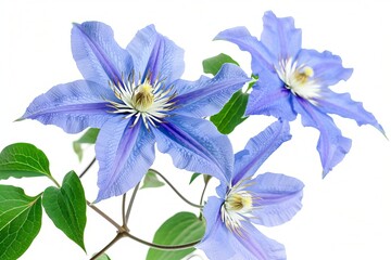 Blue Clematis Isolated on White Background. Beautiful Clematis Flower