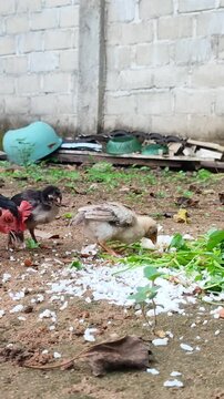 Mother hen and two chicks are eating rice on the ground in a vertical position