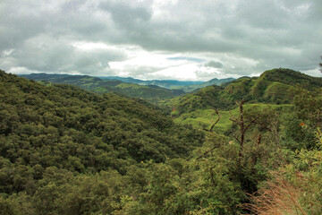 Fototapeta premium Rain forest in a cloudy day