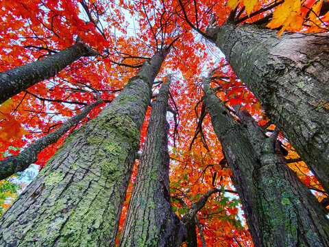 Red Fall Leaves in Saco, Maine USA
