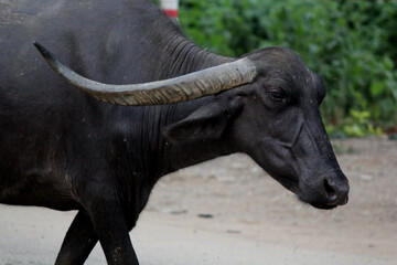 close up shot of buffalo italian buffalo and indian buffalo in grass field 4k