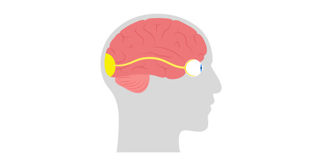 Optic nerve anatomy