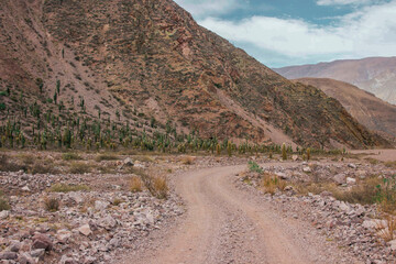 Dirty road with cactus in the mountains