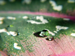 Water droplets on leaf