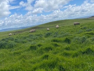 Sheep in pasture