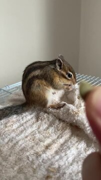 cute chipmunk
