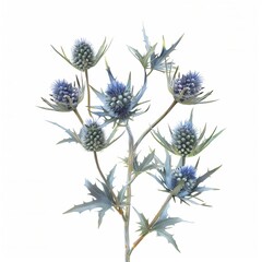 Eryngium Isolated on White Background. Beautiful Eryngium Flower