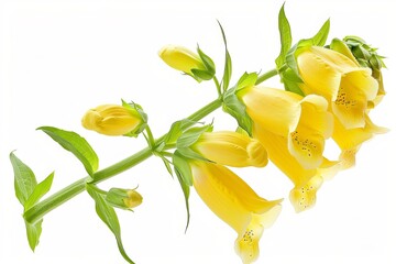 Yellow Foxglove Isolated on White Background. Beautiful Foxglove Flower