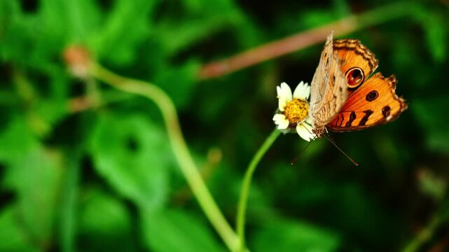 The Peacock Pansy ( Junonia almana ) butterfly seeking nectar on Spanish Needle flower in the field with natural green background, Pattern similar to the eyes on orange color wing of insect