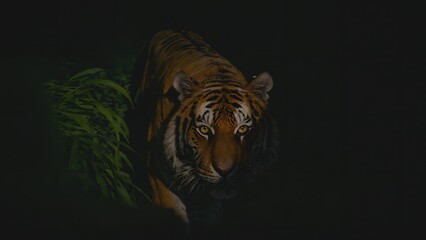 Obraz premium Generative AI, Tiger Emerging from Darkness in Jungle