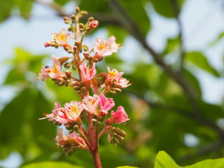ベニバナトチノキの花