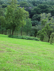 Obraz premium The green lawn and trees in the park