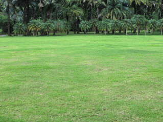 The green lawn and trees in the park